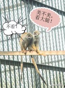 今日动物爆料新闻,今日动物爆料新闻聚焦奇闻异事 第2张 今日动物爆料新闻,今日动物爆料新闻聚焦奇闻异事 第2张